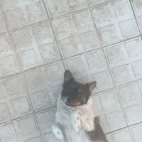 سگ پاکوتاه سیاه سفید نر|سگ|شیروان (خراسان), |دیوار