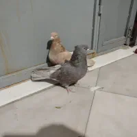 کبوتر یه جفت کوهی|پرنده|میلاجرد, |دیوار