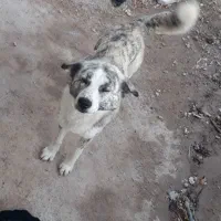 سگ چشم، ابی|سگ|بجنورد, |دیوار