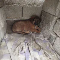 سگ قشنگ خارجی