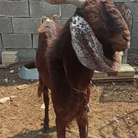 کهره نر،خورموج|حیوانات مزرعه|خورموج, |دیوار