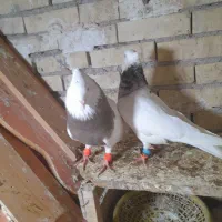 جفت طوقی یک