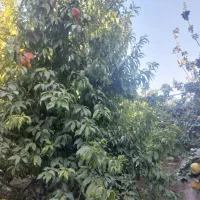 فروش باغ میوه|فروش زمین و ملک کلنگی|پیر بکران, |دیوار