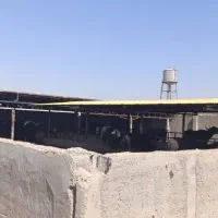 دامداری کامل مجهز برای فروش فوری|فروش دفتر صنعتی، کشاورزی، تجاری|سوسنگرد, |دیوار