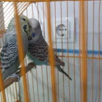 جفت مرغ عشق انگلیسی