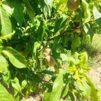 فروش باغچه چهاردیواری