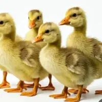 جوجه غاز کسی داشت معاوضه میکنم با مرغ محلی