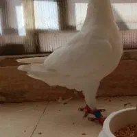 چهار عدد کبوتر 2/500