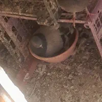 کفتر حسابی درجه ۱|پرنده|قم, محمد آباد|دیوار