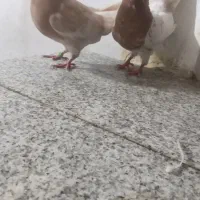 کله زرد دو جفت