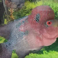 فلاور|ماهی|قم, تولید دارو و یخچال|دیوار