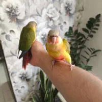 گرینچیک جفت ردفکتور