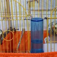 یک جفت عروس هلندی بالغ و مولد