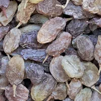 کشمش سبز بندی