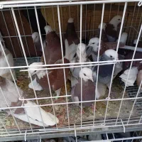 شازده ملقی|پرنده|کرمان, |دیوار