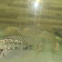 فروش ماهی آکواریوم