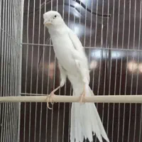 پرنده بخون آماده