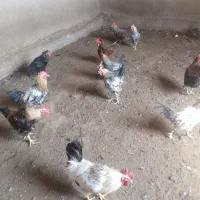فروش مرغ و خروس|حیوانات مزرعه|بختگان, |دیوار