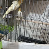 عروس هلندی لوتینو مولد برزیلی مولد