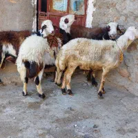 گوسفند. بره قوچ افشار|حیوانات مزرعه|بیرانوند, |دیوار