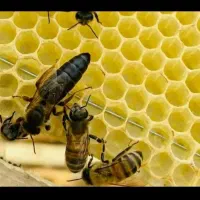 فروش زنبور 2قابی و3قابی کارنیکاآلمان کارنیکااتریشی