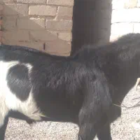 فروشی بزوپاچن|حیوانات مزرعه|خاش, |دیوار