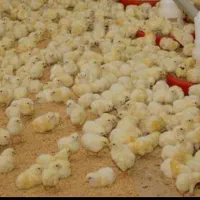 کارگر برای مرغداری ۲۰هزاری گوشتی تمام اتوماتیک