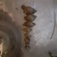 حلزون های البینو