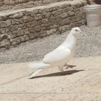یک جفت کبوتر ساعت سنگین