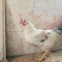 خروس کاکلی|حیوانات مزرعه|رشت, ولکس|دیوار