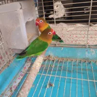 کوتوله مولد به شرط تخم جوجه|پرنده|اصفهان, سپاهان‌شهر|دیوار