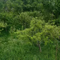 فروش-باغ-میوه