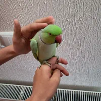 طوطی ملنگو دستی|پرنده|شاهین‌شهر, نسیم ۵|دیوار