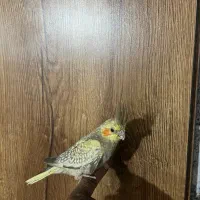 طوطی هلندی|پرنده|گلستان (تهران), |دیوار