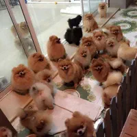 مرکز تخصصی توله پامرانین در پونک