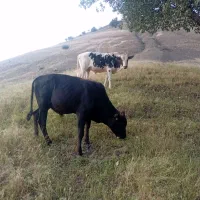 هشت عدد گوساله نر