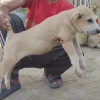 جفت توله آلابای خوشگل سگ