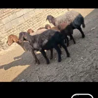 میش وبره فروشی