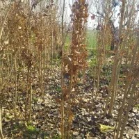 انواع درخت|گل و گیاه طبیعی|قلعه نو, |دیوار