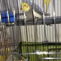 طوطی عروس هلندی