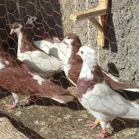 6تا کفتر نر هوایی