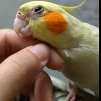 عروس هلندی اهلی ماده لوتینو