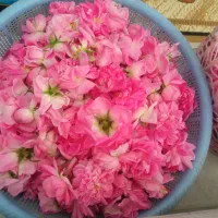 گل محمدی|گل و گیاه طبیعی|قروه, |دیوار