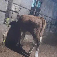 گوساله سیمنتال ماده