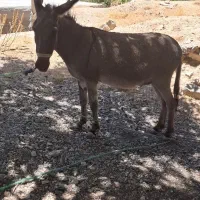 یک راس الاغ نر جوان