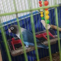 طوطی برزیلی نر