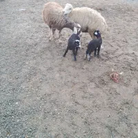 ۳عددمیش بره ۳شیره جوان