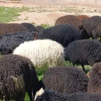 گوسفندوبره شیشک میش،بز،چراع طبیعی|حیوانات مزرعه|قزوین, |دیوار