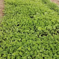 نشا هندوانه(ساتبرگ)