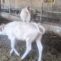 فروش 2راس ماده گاو